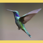 Colibrí / Foto: Pixabay